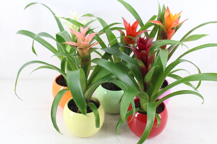 <h4>arr3 ZS - Guzmania bolpot mix</h4>