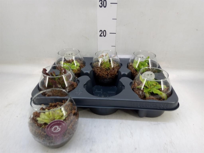 <h4>Vleesetende planten</h4>