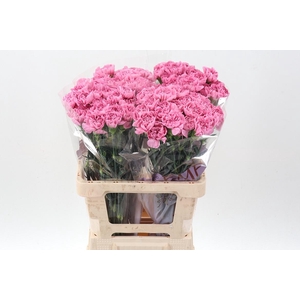 DI ST PINK MONTEZUMA EMF