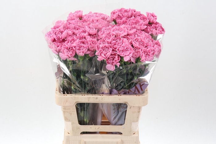 <h4>DI ST PINK MONTEZUMA EMF</h4>