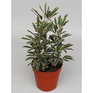 Dizygotheca eleg. 'Bianca'