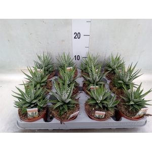 Haworthia fasciala 'Big Band'
