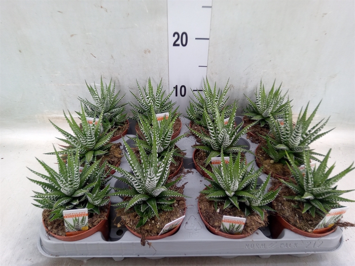 <h4>Haworthia fasciala 'Big Band'</h4>