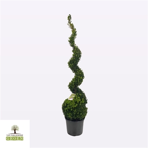 Buxus sempervirens Spiraal 120-130