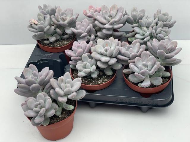 <h4>PACHYPHYTUM OVIFERUM</h4>