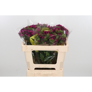 Di Barb Kiwi Fuchsia