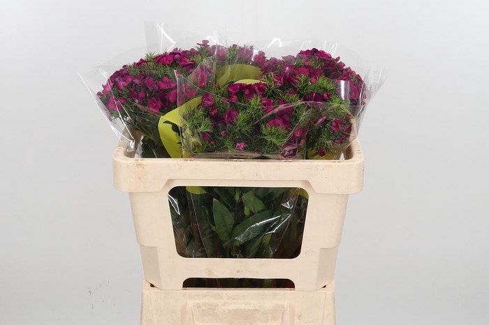 <h4>Di Barb Kiwi Fuchsia</h4>