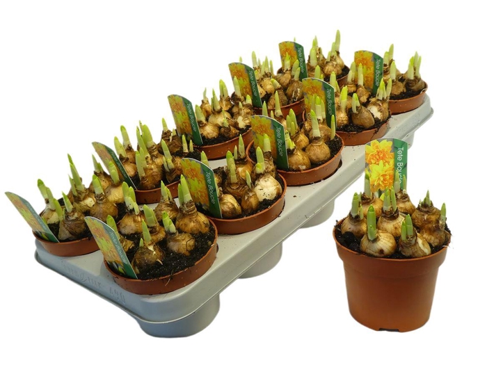 <h4>arr8 Narcis Tete Boucle</h4>