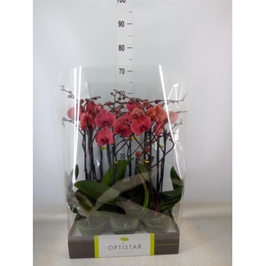 Phalaenopsis   ...orange