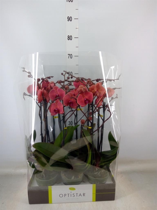 <h4>Phalaenopsis   ...orange</h4>