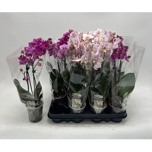 PHAL GEM