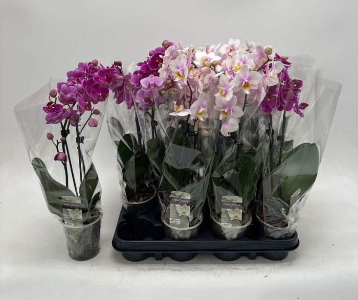 <h4>PHAL GEM</h4>