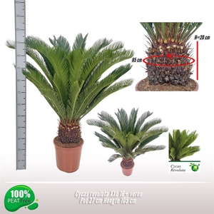 Cycas revoluta