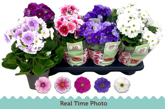 <h4>PRIM OB TM GEM</h4>