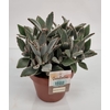 Kalanchoe tomentosa