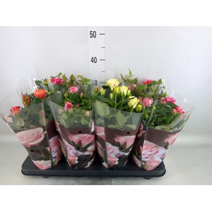 Rosa  'Patio-Hit'   ...mix 3