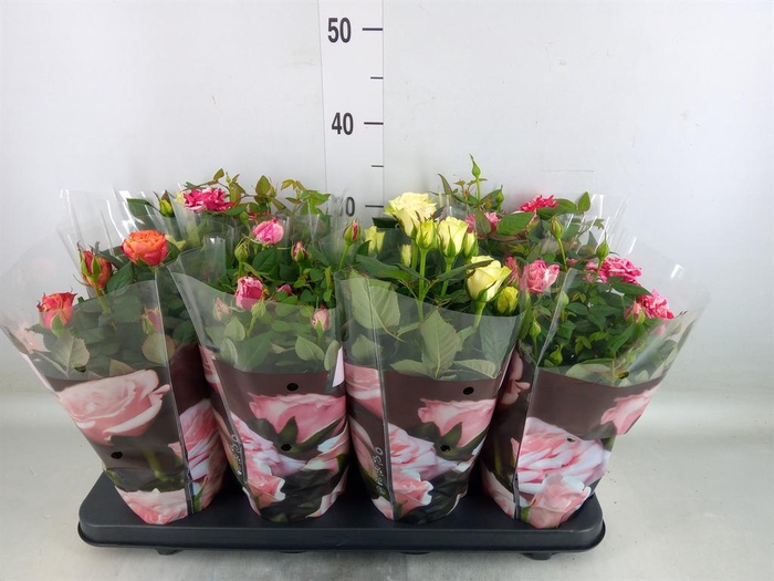 <h4>Rosa  'Patio-Hit'   ...mix 3</h4>