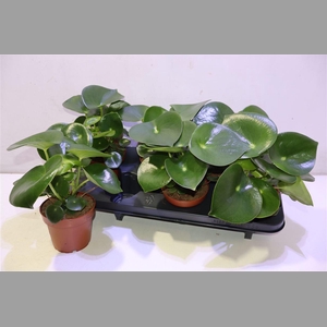 Pep Polybot Raindrop