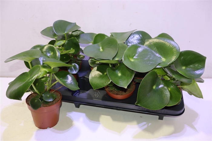 <h4>Pep Polybot Raindrop</h4>