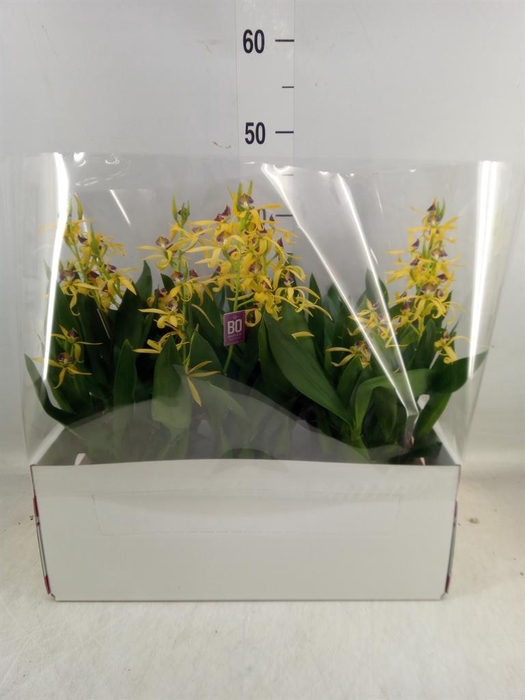 <h4>Orchideeen ...</h4>