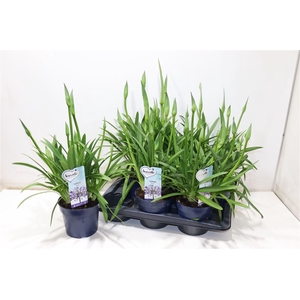 Agapa Amourette Superb Blauw