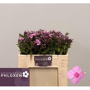PHLOX P SWEET LEXY