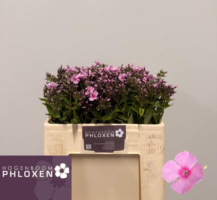<h4>PHLOX P SWEET LEXY</h4>