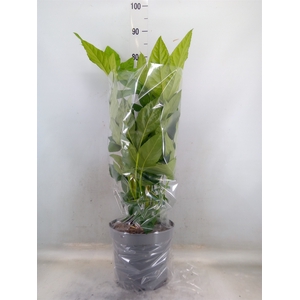 Fatsia japonica   ...