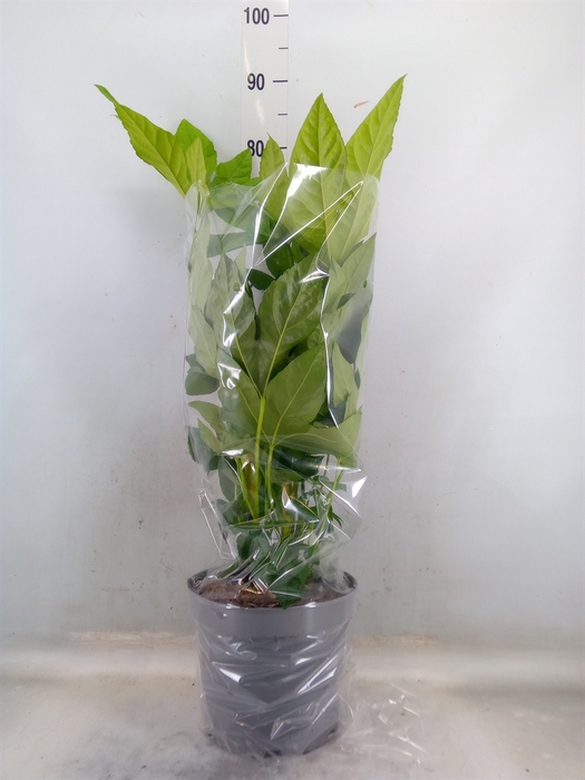 <h4>Fatsia japonica   ...</h4>