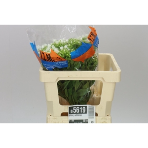 Phlox P Whitecap