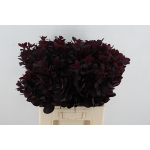 COTIUSBLAD  ROYAL PURPLE