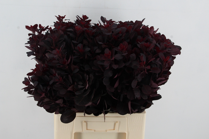 <h4>COTIUSBLAD  ROYAL PURPLE</h4>