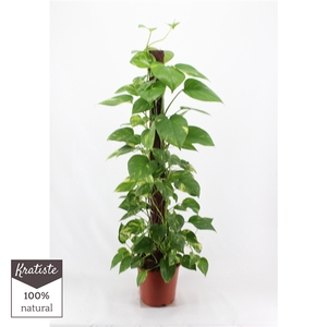 epipremnum aureum kratiste klimstok 120cm