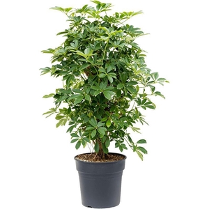 Schefflera arboricola 'Compacta'