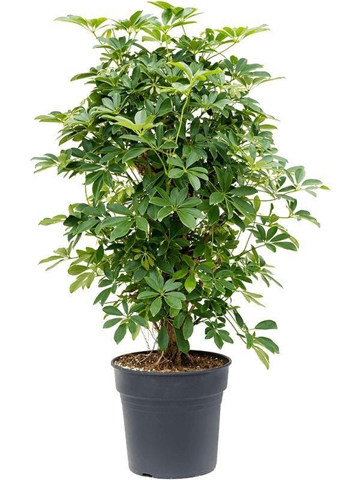 <h4>Schefflera arboricola 'Compacta'</h4>