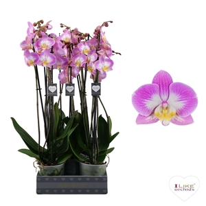 Phalaenopsis Split - 3 tak 60cm