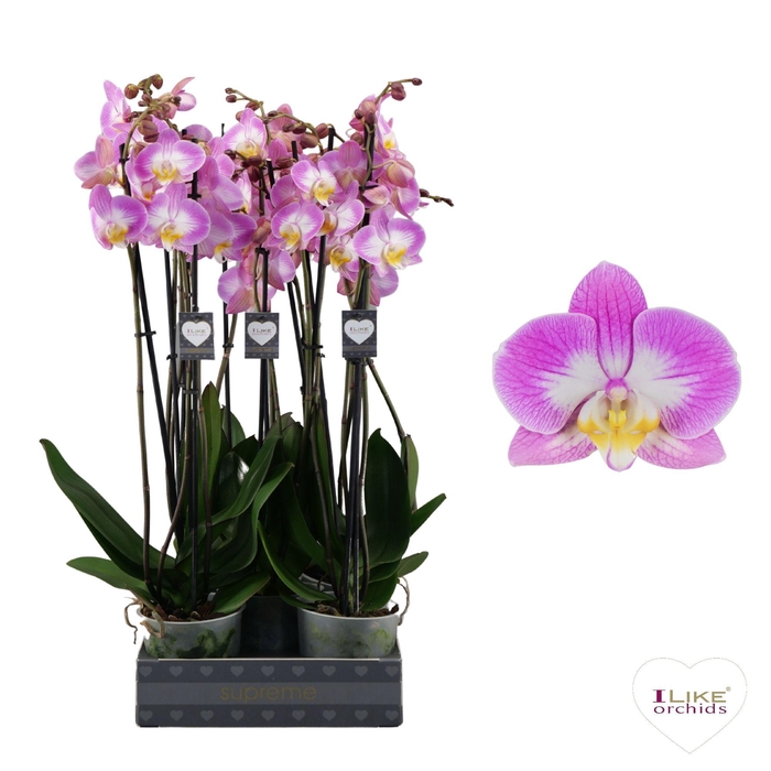 <h4>Phalaenopsis Split - 3 tak 60cm</h4>