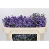 Aster Baby Blue