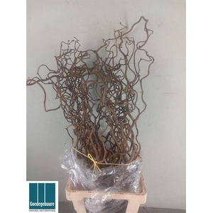 CORYL AV CONTORTA 80 Cm.=28= x50 op FC 996
