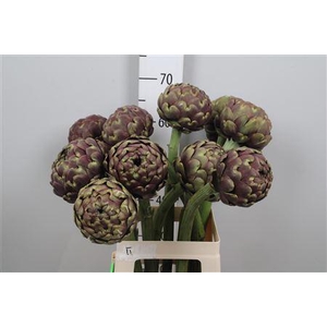 Cynara Sc Purple Romanga