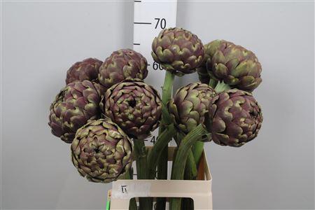 <h4>Cynara Sc Purple Romanga</h4>