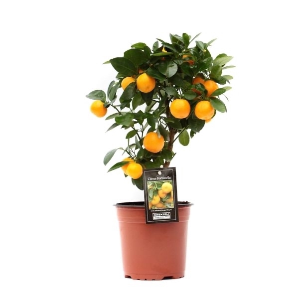 <h4>Citrus Calamondin</h4>