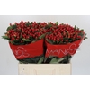 Hypericum True Romance