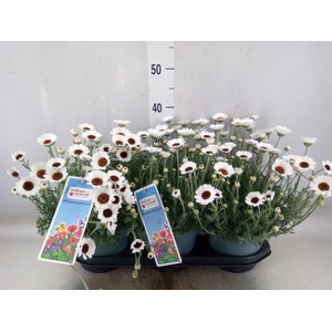 Rhodanthemum  'Casablanca'