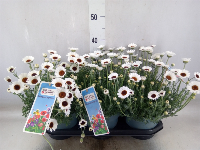 <h4>Rhodanthemum  'Casablanca'</h4>