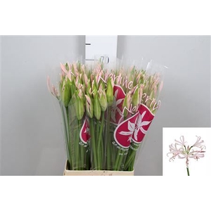 Nerine bowdenii 'Sofie'
