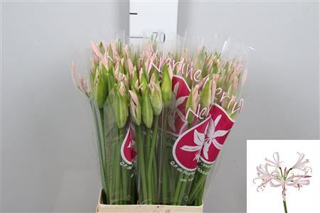 <h4>Nerine bowdenii 'Sofie'</h4>