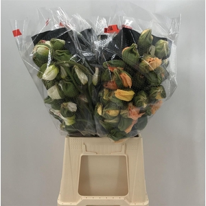 PAPAVER PRIMA UNIC 4 COLOR