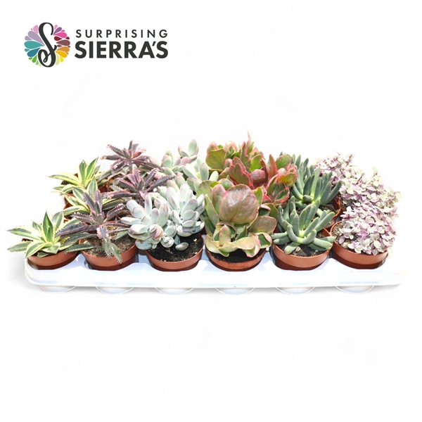 <h4>Sierra's® - Barcelona Succulent Mix (Exclusive)</h4>