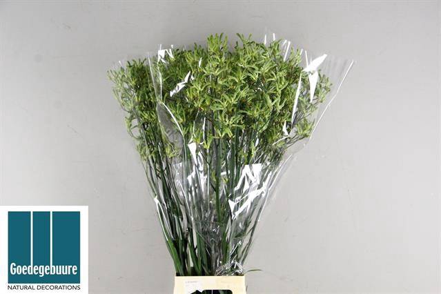ANIGOZ NIRVANA 110CM